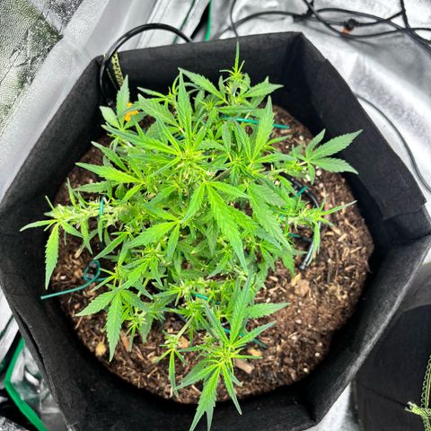 Banana Kush Cake Automatic growlog timeline photo