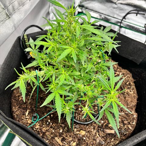 Banana Kush Cake Automatic growlog timeline photo