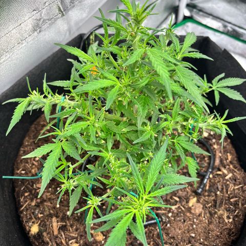 Banana Kush Cake Automatic growlog timeline photo