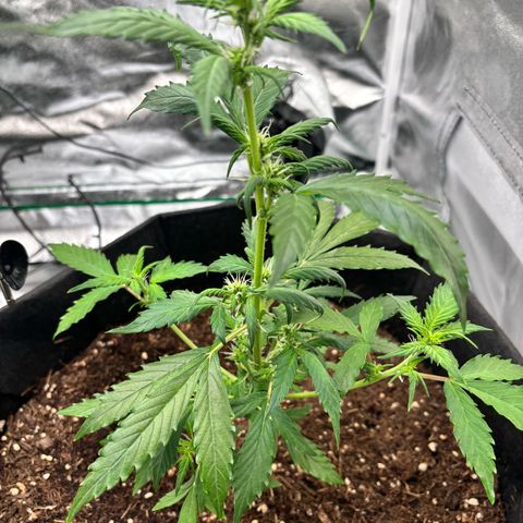 Purple Skunk Automatic growlog timeline photo