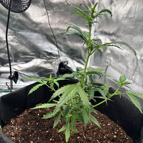 Purple Skunk Automatic growlog timeline photo