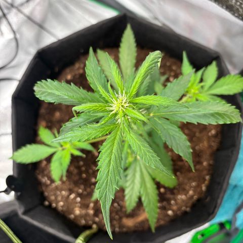 Purple Skunk Automatic growlog timeline photo