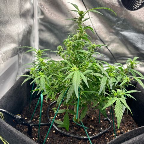 Banana Kush Cake Automatic growlog timeline photo