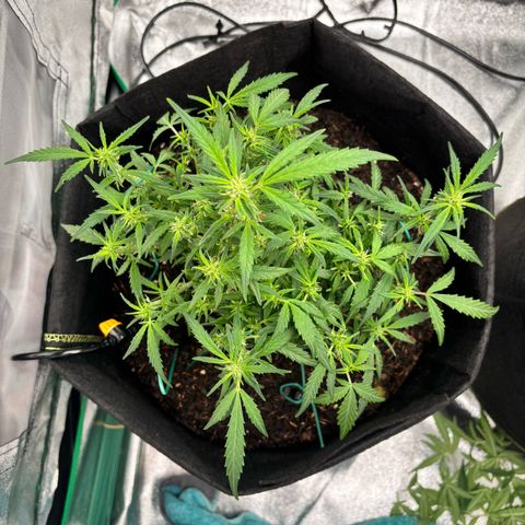 Banana Kush Cake Automatic growlog timeline photo