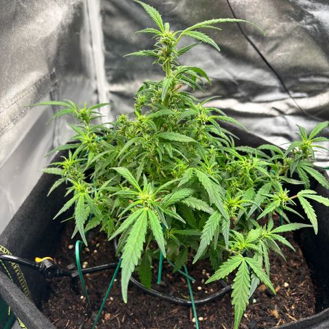 Banana Kush Cake Automatic growlog timeline photo