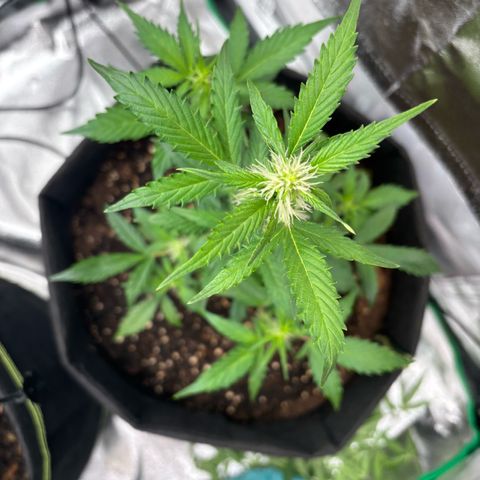 Purple Skunk Automatic growlog timeline photo
