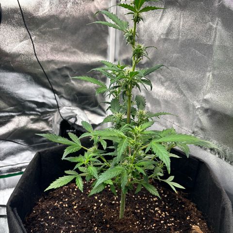 Purple Skunk Automatic growlog timeline photo