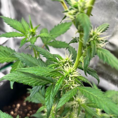 Purple Skunk Automatic growlog timeline photo
