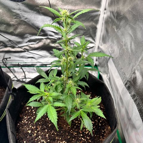 Purple Skunk Automatic growlog timeline photo