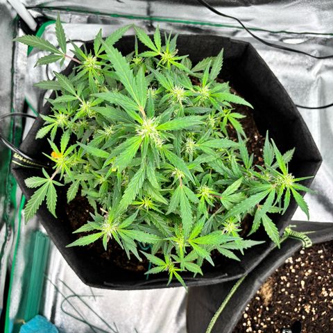 Banana Kush Cake Automatic growlog timeline photo