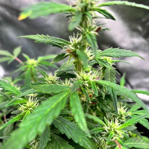 Banana Kush Cake Automatic growlog timeline photo