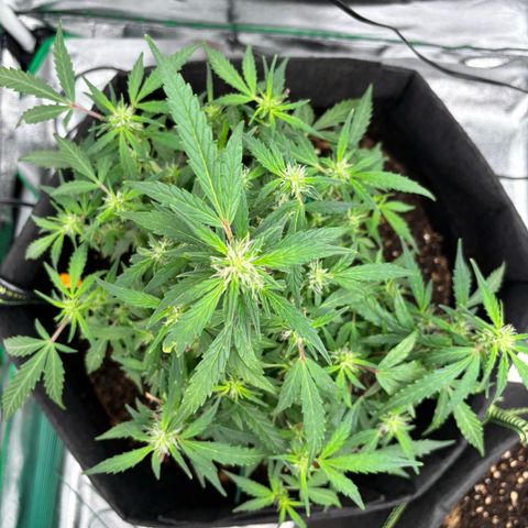 Banana Kush Cake Automatic growlog timeline photo