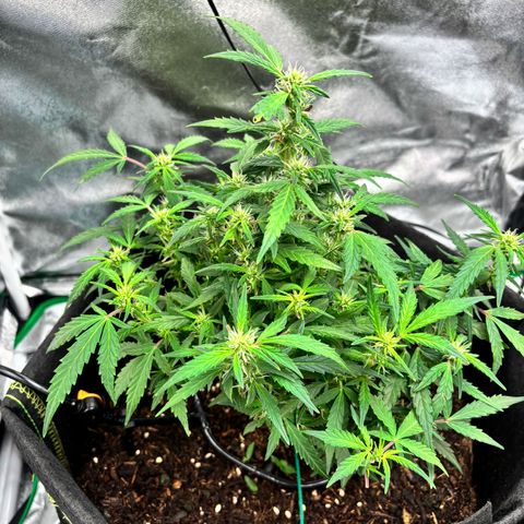 Banana Kush Cake Automatic growlog timeline photo
