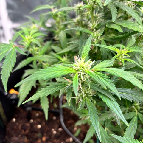 Banana Kush Cake Automatic growlog timeline photo