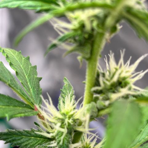 Purple Skunk Automatic growlog timeline photo