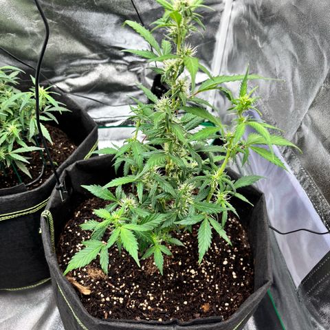 Purple Skunk Automatic growlog timeline photo