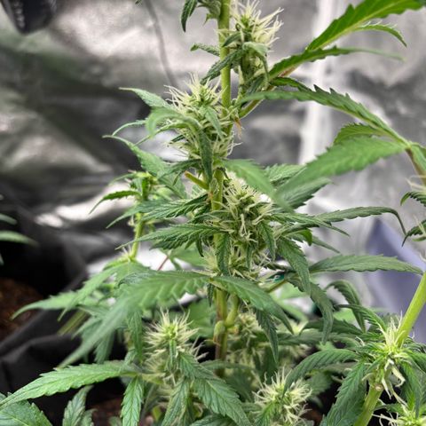 Purple Skunk Automatic growlog timeline photo