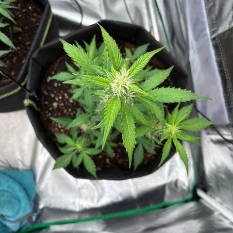Purple Skunk Automatic growlog timeline photo