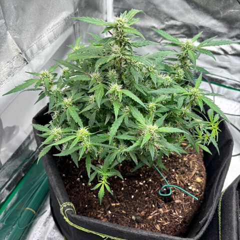 Banana Kush Cake Automatic growlog timeline photo