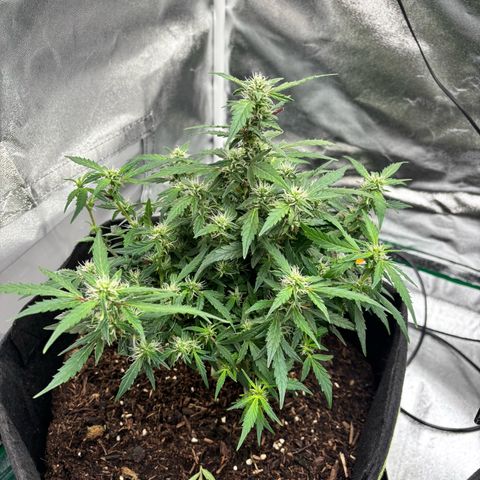 Banana Kush Cake Automatic growlog timeline photo