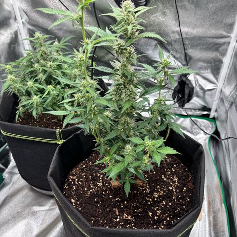 Purple Skunk Automatic growlog timeline photo