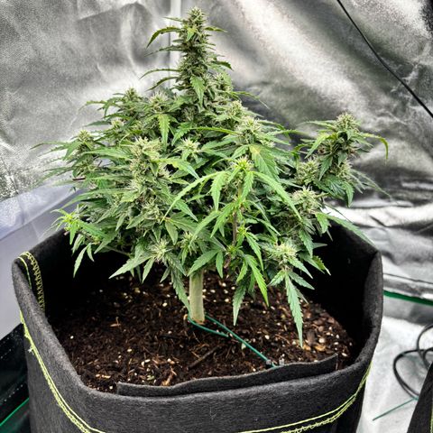 Banana Kush Cake Automatic growlog timeline photo