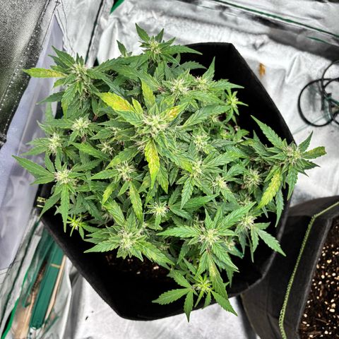 Banana Kush Cake Automatic growlog timeline photo