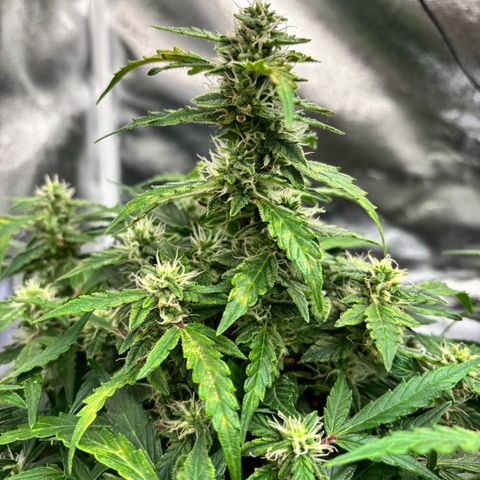 Banana Kush Cake Automatic growlog timeline photo