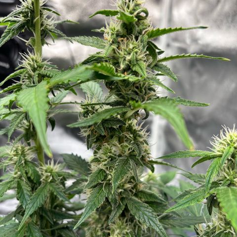 Purple Skunk Automatic growlog timeline photo