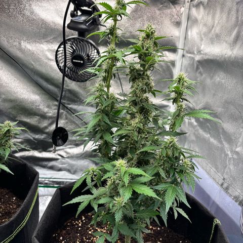 Purple Skunk Automatic growlog timeline photo