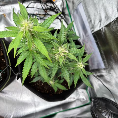 Purple Skunk Automatic growlog timeline photo