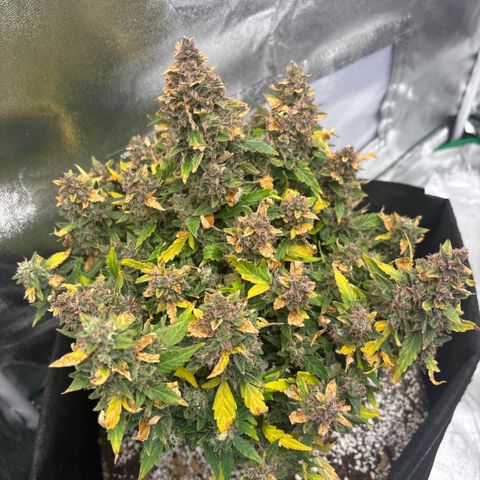 Banana Kush Cake Automatic growlog timeline photo