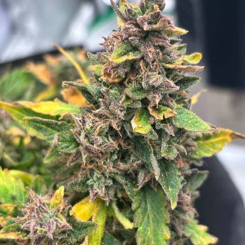 Banana Kush Cake Automatic growlog timeline photo