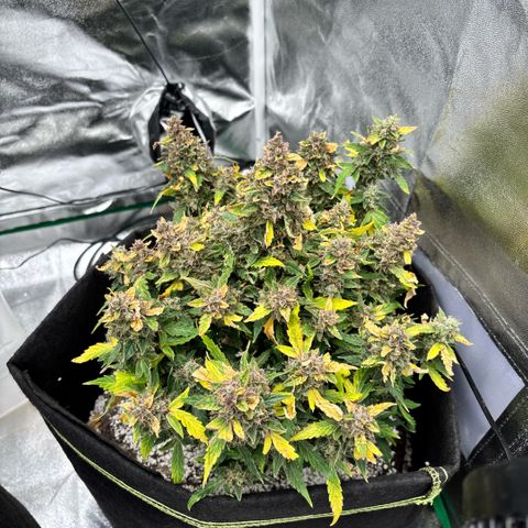 Banana Kush Cake Automatic growlog timeline photo