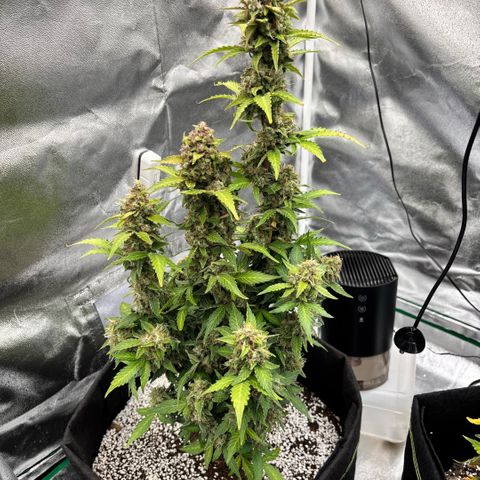 Purple Skunk Automatic growlog timeline photo