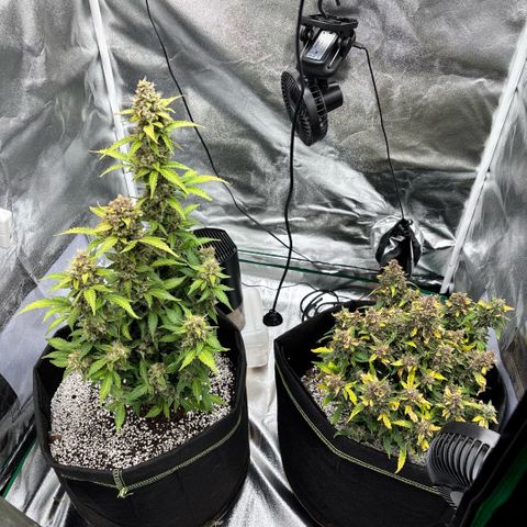Purple Skunk Automatic growlog timeline photo