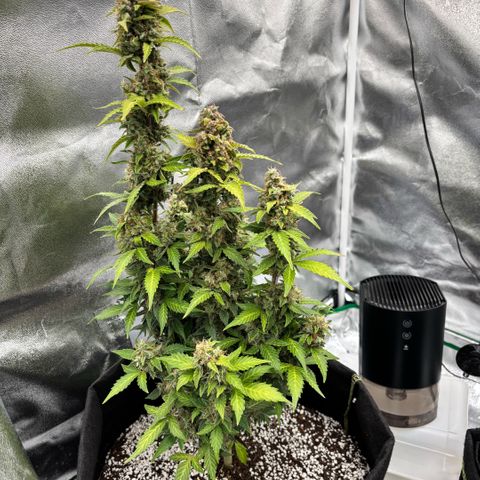 Purple Skunk Automatic growlog timeline photo