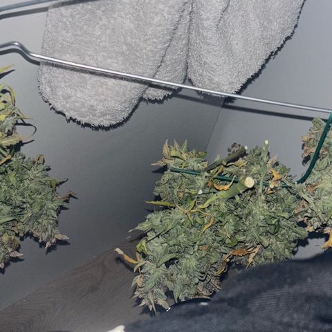 Banana Kush Cake Automatic growlog timeline photo