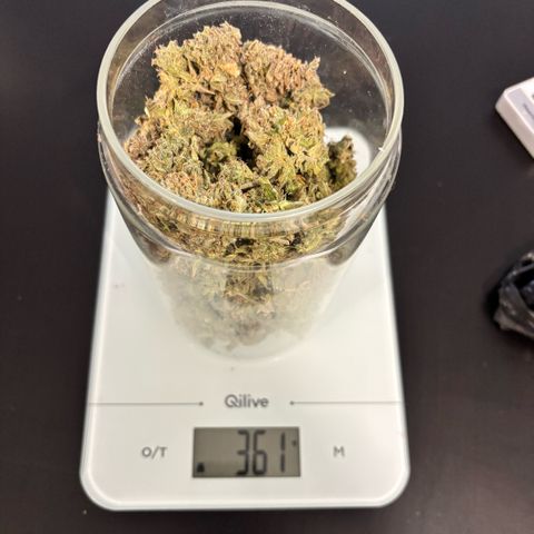 Banana Kush Cake Automatic growlog photo: 40g sec