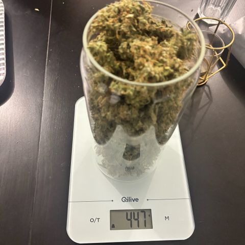Purple Skunk Automatic growlog photo: 57g sec