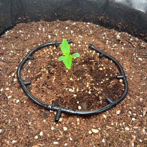 Banana Kush growlog timeline photo