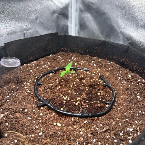 Banana Kush growlog timeline photo