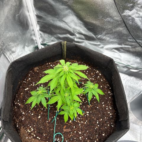 Banana Kush growlog timeline photo