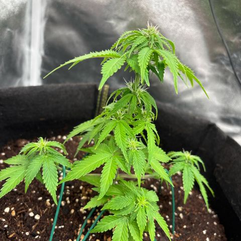 Banana Kush growlog timeline photo