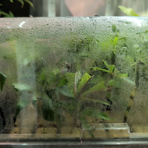 Weeding Cake - Dos Manolos , RQS Critical, Blueberry Headband, Caramelice, Rainbow Belts, Chauffeur, Baby Jokerz, K-Mintz, Washing Machine, ChemPie, Acid Orange, The Church, Amnesia S1 ,Critical Kali, Kushberry growlog photo