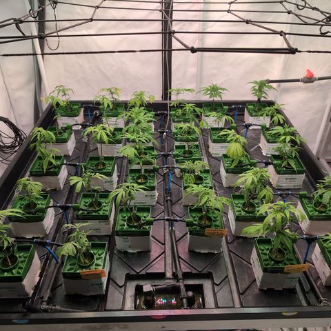 Weeding Cake - Dos Manolos , RQS Critical, Blueberry Headband, Caramelice, Rainbow Belts, Chauffeur, Baby Jokerz, K-Mintz, Washing Machine, ChemPie, Acid Orange, The Church, Amnesia S1 ,Critical Kali, Kushberry growlog photo