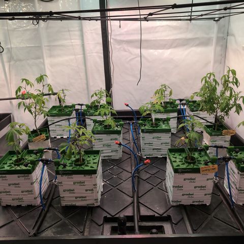 Weeding Cake - Dos Manolos , RQS Critical, Blueberry Headband, Caramelice, Rainbow Belts, Chauffeur, Baby Jokerz, K-Mintz, Washing Machine, ChemPie, Acid Orange, The Church, Amnesia S1 ,Critical Kali, Kushberry growlog photo