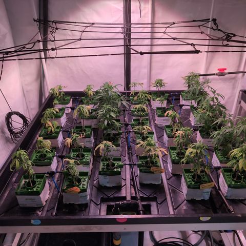 Weeding Cake - Dos Manolos , RQS Critical, Blueberry Headband, Caramelice, Rainbow Belts, Chauffeur, Baby Jokerz, K-Mintz, Washing Machine, ChemPie, Acid Orange, The Church, Amnesia S1 ,Critical Kali, Kushberry growlog photo