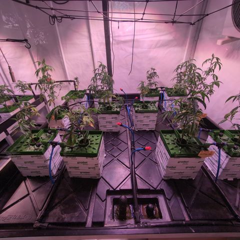 Weeding Cake - Dos Manolos , RQS Critical, Blueberry Headband, Caramelice, Rainbow Belts, Chauffeur, Baby Jokerz, K-Mintz, Washing Machine, ChemPie, Acid Orange, The Church, Amnesia S1 ,Critical Kali, Kushberry growlog photo