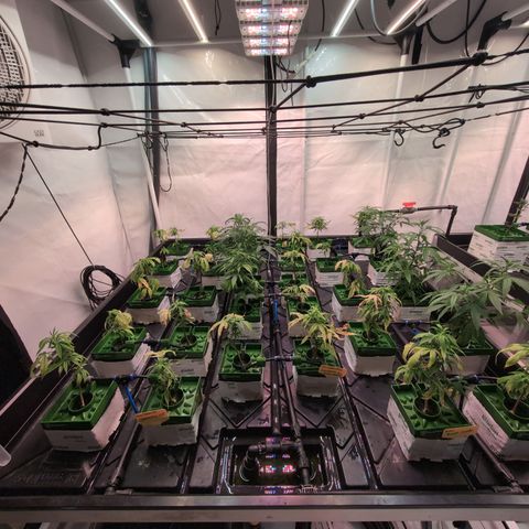 Weeding Cake - Dos Manolos , RQS Critical, Blueberry Headband, Caramelice, Rainbow Belts, Chauffeur, Baby Jokerz, K-Mintz, Washing Machine, ChemPie, Acid Orange, The Church, Amnesia S1 ,Critical Kali, Kushberry growlog timeline photo